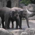 木柵動物園裡的象群們--林旺爺爺的後代嗎