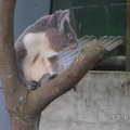 木柵動物園裡的無尾熊, 不是在澳洲動物園裡的無尾熊