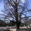 日本大阪市大阪公園內, 一顆受保護的大型櫻花樹,可惜來訪的季節不對