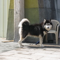 我最最喜歡的一隻哈士奇狗狗, 在我台南安平阿姨的家鄉, 它有專區哦!
