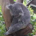 澳洲黃金海岸夢幻樂園無尾熊王國園區--睡著了, 跟我一樣愛睡覺呢!
