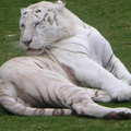 澳洲黃金海岸夢幻樂園裡, 英俊的白老虎先生