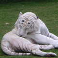 澳洲黃金海岸夢幻樂園裡, 英俊的白老虎先生在整理中