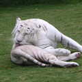 澳洲黃金海岸夢幻樂園裡,  英俊的白老虎先生在舔毛
