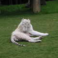 澳洲黃金海岸夢幻樂園裡, 英俊的白老虎先生偷懶一下吧!