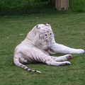 澳洲黃金海岸夢幻樂園裡, 英俊的白老虎先生休息中