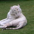 澳洲黃金海岸夢幻樂園裡, 英俊的白老虎先生只好換個角度整理