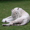 澳洲黃金海岸夢幻樂園裡, 英俊的白老虎先生繼續整理中