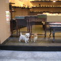 日本京都清水寺寺前商店街, 其中一間店的二隻狗狗