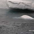 美國西岸聖地牙哥海洋世界 - - 北極熊在游泳哦!