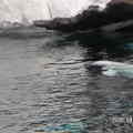 美國西岸聖地牙哥海洋世界 - 北極熊在游泳哦!