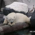 聖地牙哥海洋世界 - 我的北極熊正在橫樹幹上休憩, 睡好熟哦