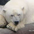 聖地牙哥海洋世界 - 我的北極熊可愛到不行了啊, 怎麼辦才好呢~~