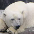 聖地牙哥海洋世界 - 給我的北極熊來個大特寫~~, 可愛到不行了啊