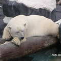 聖地牙哥海洋世界 - 我的北極熊正在橫樹幹上休憩, 還在睡...