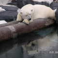 聖地牙哥海洋世界 - 我的北極熊正在橫樹幹上休憩, 呵, 睡著了..