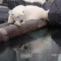 聖地牙哥海洋世界 - 我的北極熊正在橫樹幹上休憩, 快睡著了..
