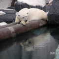 聖地牙哥海洋世界 - 我的北極熊正在橫樹幹上休憩