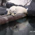 聖地牙哥海洋世界 - 我的北極熊正在橫樹幹上休憩, 真的快睡著了