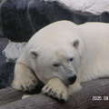聖地牙哥海洋世界 - 我的北極熊被吵醒了, 瞧瞧它可愛的眼睛