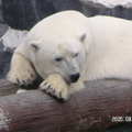 聖地牙哥海洋世界 - 我的北極熊被吵醒了, 它夠可愛吧