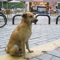 石碇風景區的狗狗, 蹲站著真挺呢