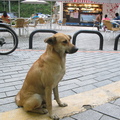 石碇風景區的狗狗, 蹲姿真 