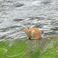 石碇溪流石岩上的貓咪, 來個特寫吧! 佩服你的勇氣