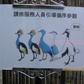 台北市立木柵動物園 - 新嬌客丹頂鶴-請循序參觀哦!