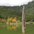 立於湖中的枯木造景，色澤跟背景搭起來是這麼地自然天成！