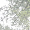 森之林 -棲蘭歷代神木群