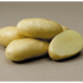long white potato