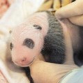 美國亞特蘭大動物園的熊貓倫倫 (Lun Lun ) 2006. 9. 6 生下小寶寶，9月25日園方首度將熊貓寶寶移出棲息洞穴，並做健康檢查，證實熊貓寶寶是小女生。