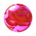 Rose Love and Peace