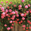 American Beauty Climbing Roses 01