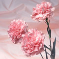 Pink carnation 03