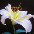 White Lily