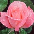 Lovely Rose