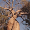 baobabs
猴麵包樹
