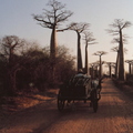 baobab
猴麵包樹