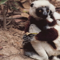 Madagascar-Ranomafana
