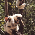 Madagascar-跳狐猴