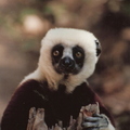 Madagascar-Ranomafana