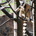 Madagascar-安迦生態保護區