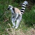 Madagascar-安迦生態保護區