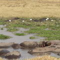 hippopotamus
Ngorongoro, Tanzania