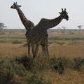 Serengeti
Tanzania