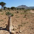 Socotra - 5