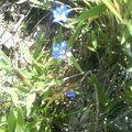 合歡山上是很漂亮的藍色花瓣....細小的植株，在草原上是不起眼的，但當碩大的紫藍色花朵開出，嬌媚的花容，讓人有驚艷的感覺，其筒狀花萼將漏斗形花瓣拱出，像似一隻小喇叭，吹起了花之戀曲。