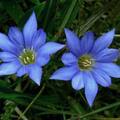 細小的植株，在草原上是不起眼的，但當碩大的紫藍色花朵開出，嬌媚的花容，讓人有驚艷的感覺，其筒狀花萼將漏斗形花瓣拱出，像似一隻小喇叭，吹起了花之戀曲。